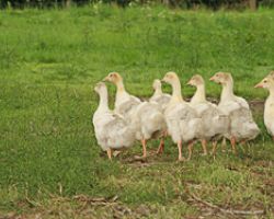 hofladen-struever-hameln-bauernladen-img_7561.jpg