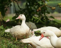 hofladen-struever-hameln-bauernladen-img_7557.jpg